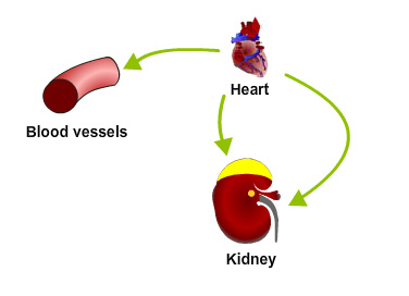 atrial natriuretic peptide (ANP) heart, blood vessels, kidney